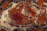 Red & Black Petrified Wood (Araucarioxylon) Round - Arizona #184746-1